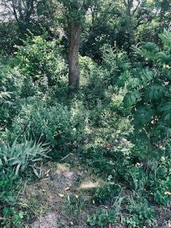 1463 Carlisle Ln, Hampshire, IL 60140 - view of local wilderness