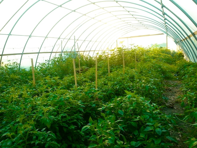 2840 W Ziebarth Rd, Normal, IL 61761 - view of nature
