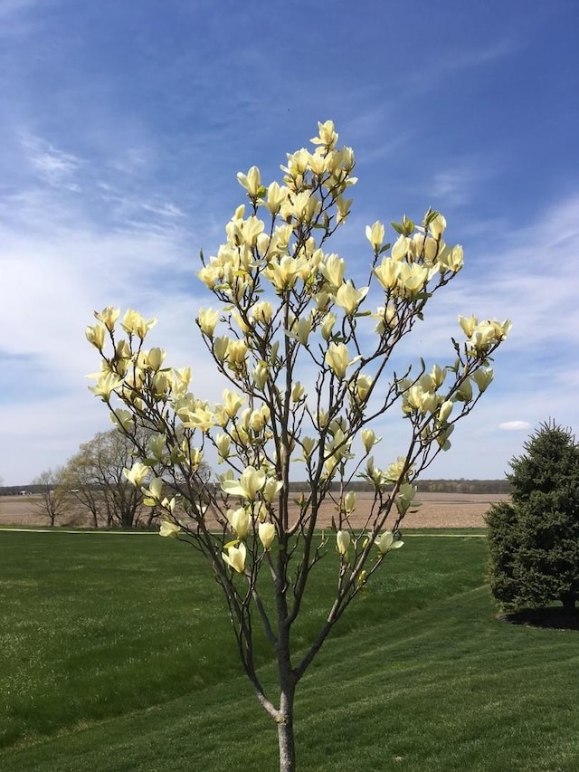 9299 Lee Hill Rd, Newark, IL 60541 - view of grassy yard