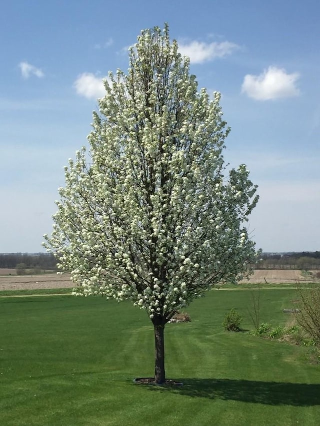 9299 Lee Hill Rd, Newark, IL 60541 - view of community featuring a yard