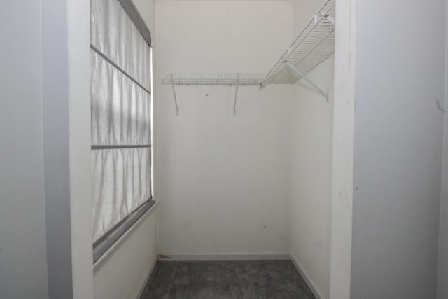 218 Partridge Ct, Algonquin, IL 60102 - walk in closet featuring carpet flooring