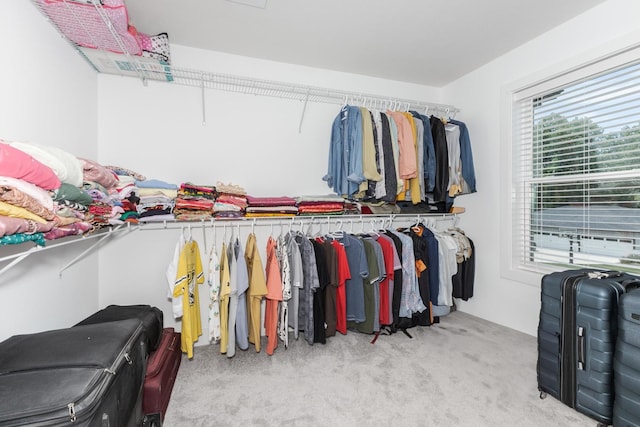 207 Eldon Dr, Downs, IL 61736 - walk in closet with carpet