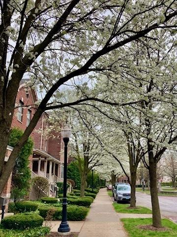 1215 W 33rd St, Chicago, IL 60608 - view of property's community
