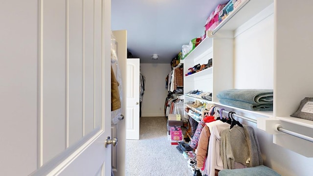 walk in closet with carpet floors