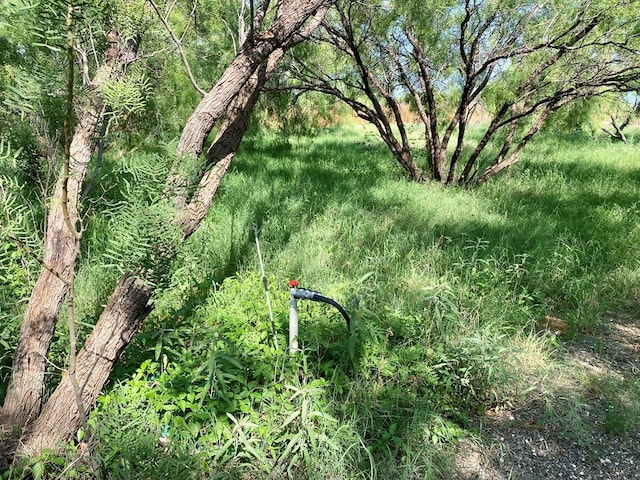 910 Culp Ave, Coahoma, TX 79511 - view of local wilderness