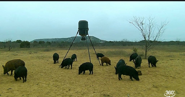 TBD Fm 1176, Santa Anna, TX 76878 - photo 18