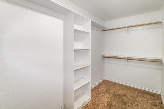 walk in closet with carpet flooring