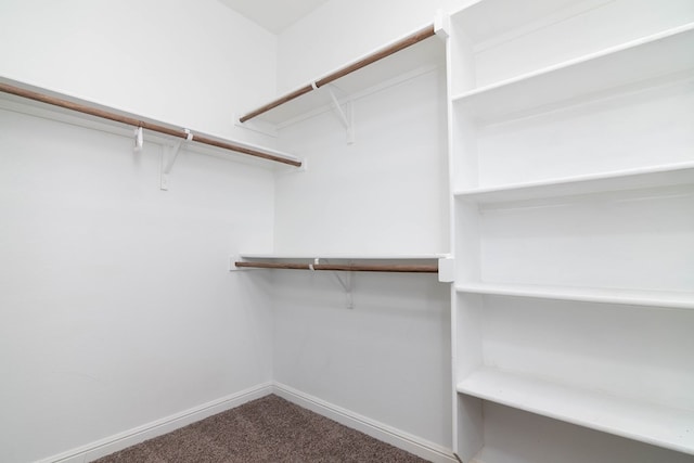 walk in closet featuring carpet floors