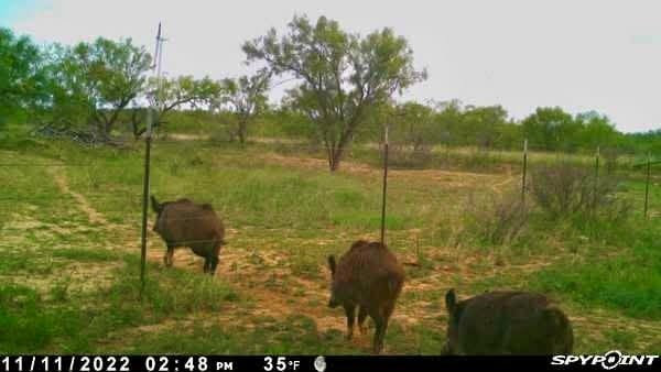 0 1st Unit 1St, Loraine, TX 79532 - photo 31