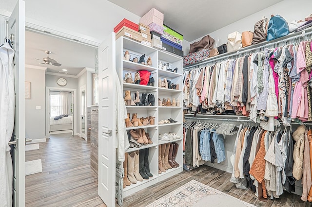 spacious closet featuring a ceiling fan and wood finished floors