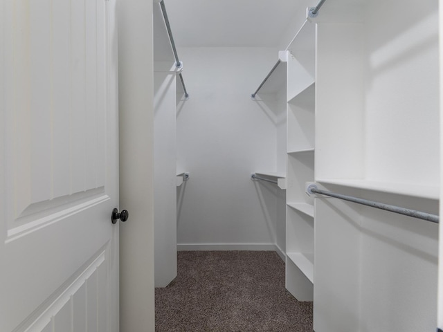 spacious closet featuring carpet floors