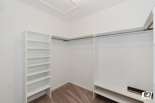 spacious closet featuring carpet