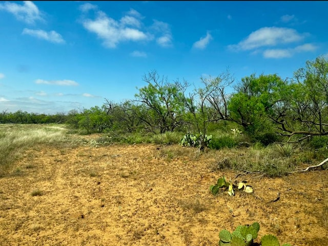 view of local wilderness