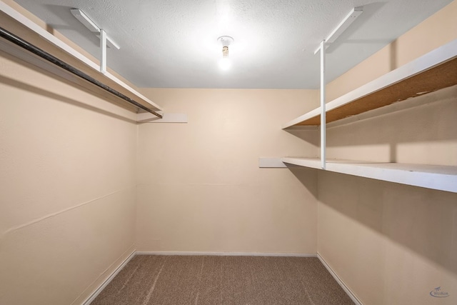 walk in closet with carpet flooring