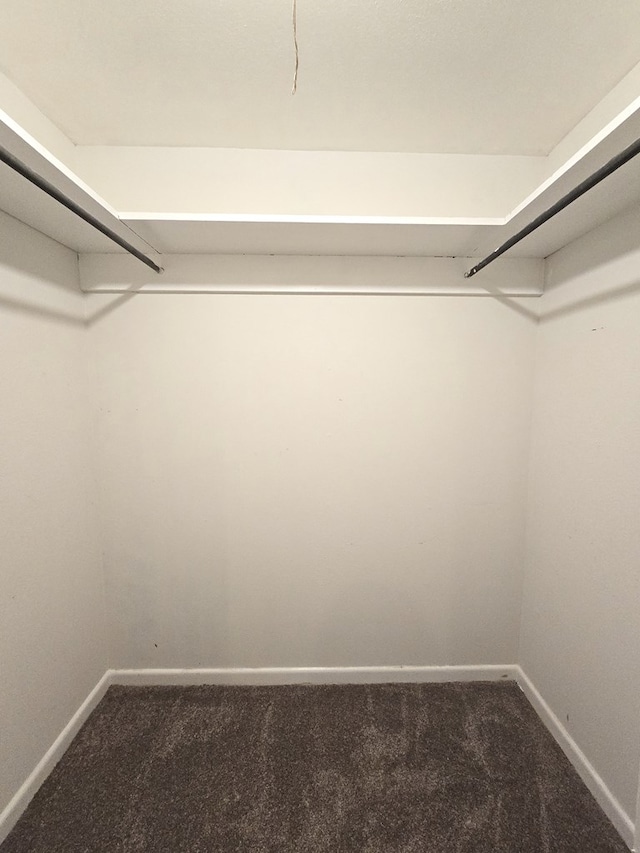 walk in closet featuring carpet floors