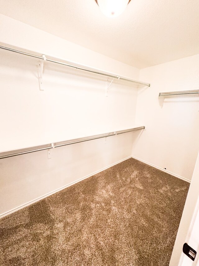 spacious closet featuring carpet floors