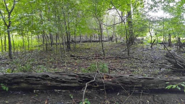 view of local wilderness