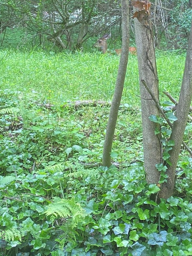 120 Northwood Ave, Johnstown, PA 15905 - view of local wilderness
