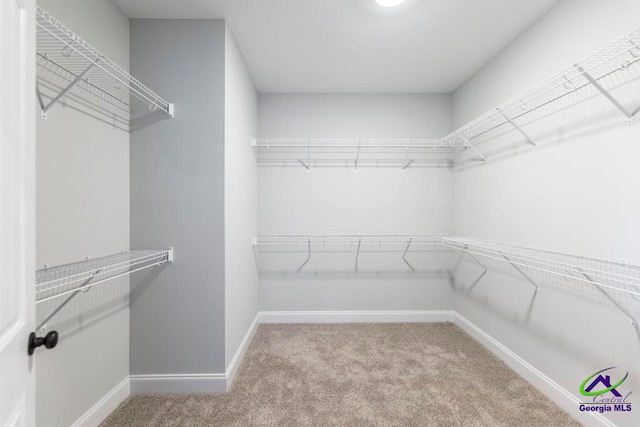 spacious closet featuring carpet flooring