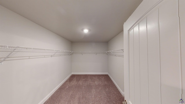 walk in closet with carpet flooring