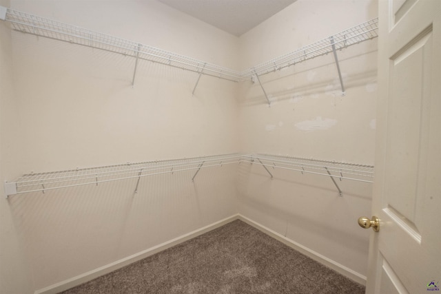 spacious closet with carpet floors