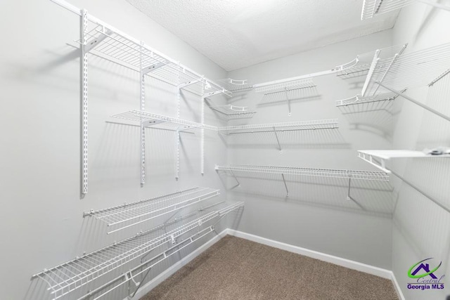 walk in closet with carpet flooring