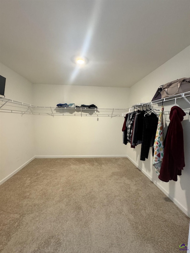 walk in closet with carpet floors