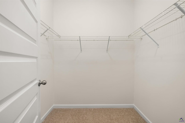 walk in closet featuring carpet flooring