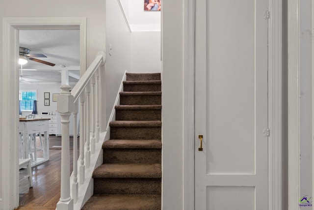 staircase featuring ceiling fan and wood-type flooring