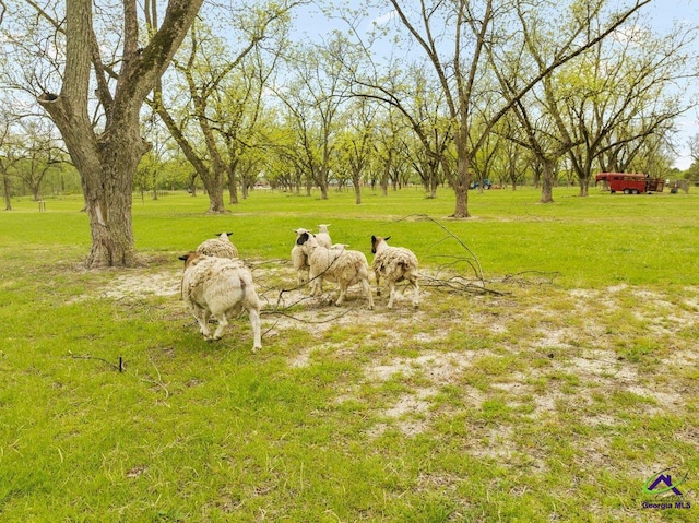 view of yard featuring a rural view