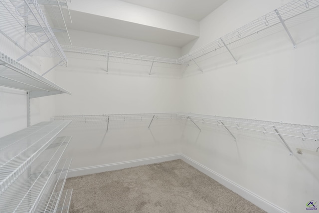 spacious closet with carpet