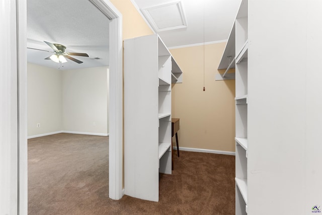 walk in closet featuring visible vents, attic access, a ceiling fan, and dark colored carpet