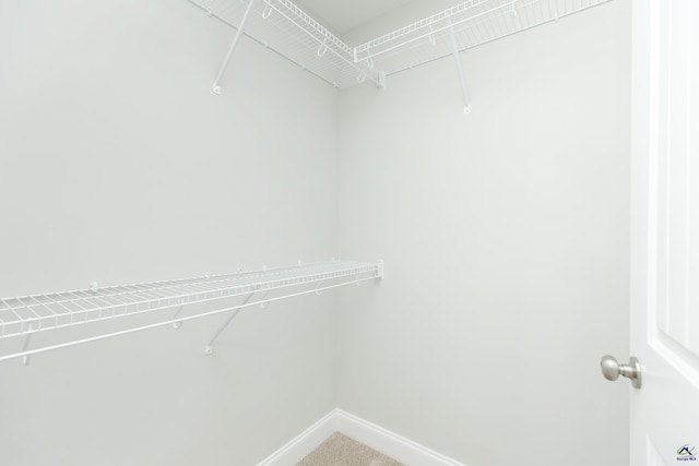 spacious closet featuring carpet floors