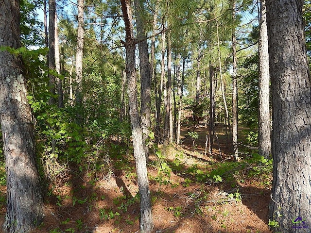 7085 US Highway 341 S, Roberta, GA 31078 - view of wooded area