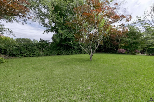 view of green lawn