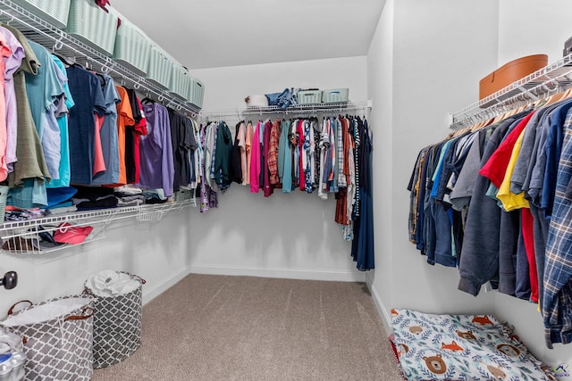 spacious closet featuring carpet flooring