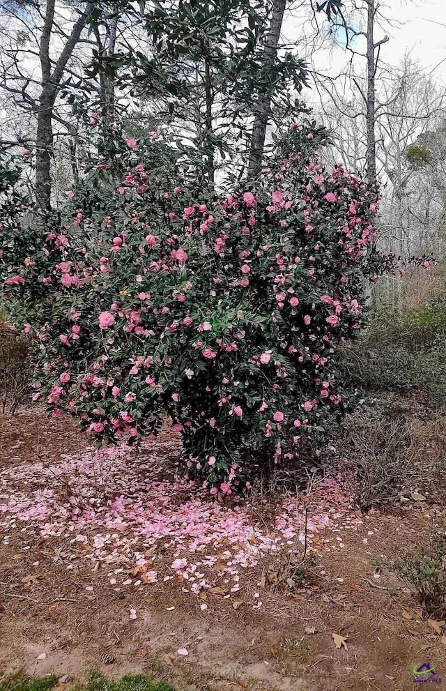 213 Falcon Crst, Warner Robins, GA 31088 - view of local wilderness