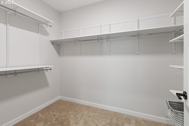 spacious closet featuring carpet