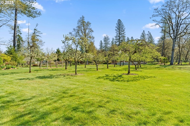 view of community with a yard