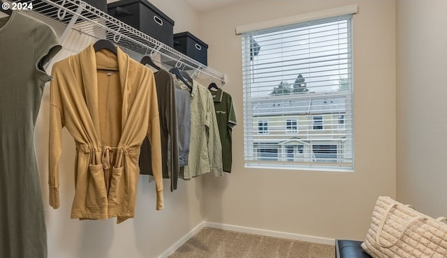 walk in closet with carpet flooring