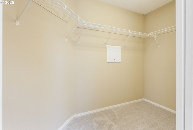 spacious closet featuring carpet