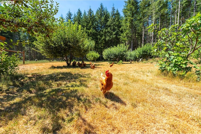 94986 Thetford Ln, Marcola, OR 97454 - view of grassy yard