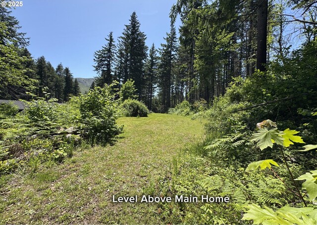 51013 Mckenzie Hwy, Vida, OR 97488 - view of yard with a view of trees