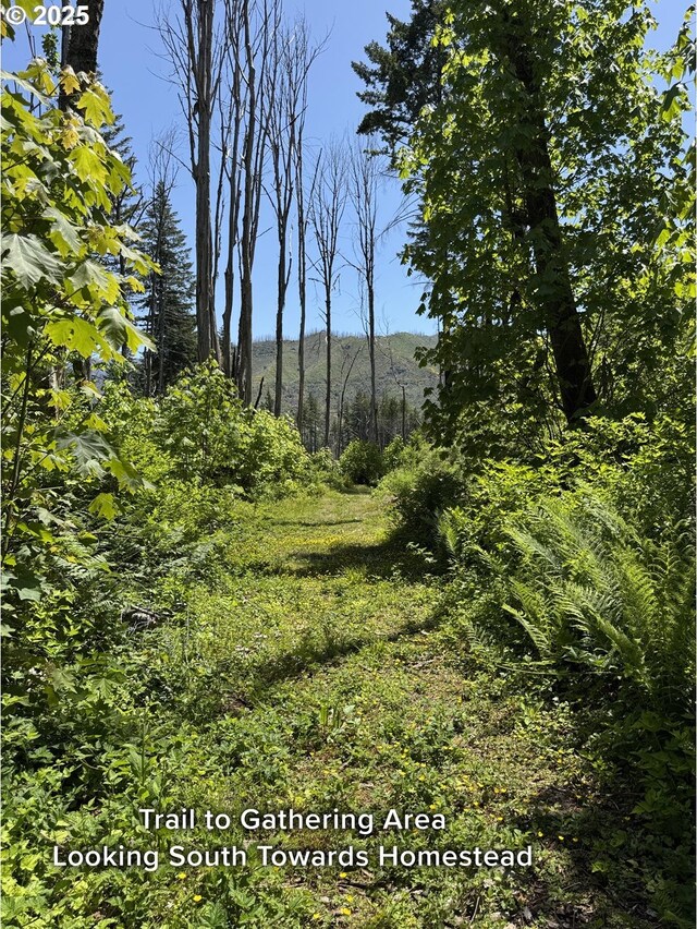 51013 Mckenzie Hwy, Vida, OR 97488 - view of undeveloped land
