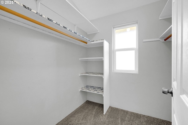 spacious closet featuring carpet floors