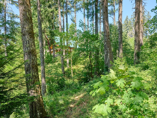 view of local wilderness