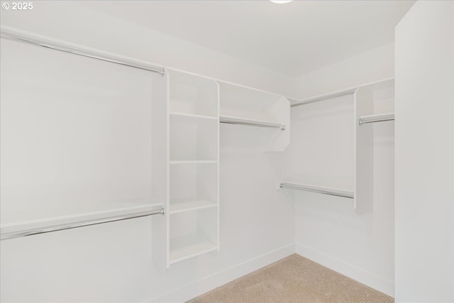 walk in closet with carpet floors