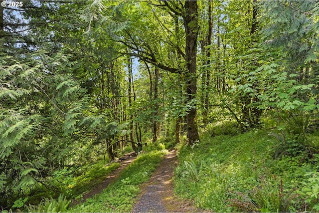 view of tree filled area