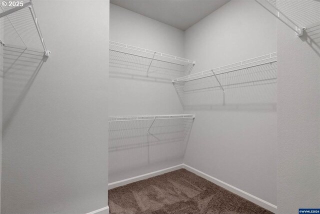 walk in closet featuring carpet