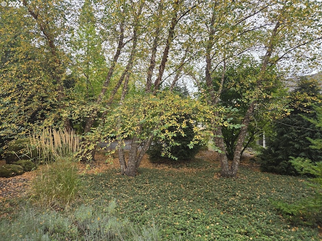 899 NW Angel Heights Rd, Stevenson, WA 98648 - view of nature